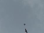 FZ007721 Two blurry bats.jpg